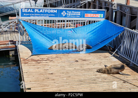 Seal platform at V&A harbour Cape Town South Africa Stock Photo