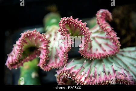 Coral shaped cactus Stock Photo - Alamy