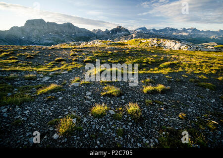 Tufts of grass and stones on the summit plateau of the mountain called Silberen, in the background the summits of the Glarus Alp Stock Photo