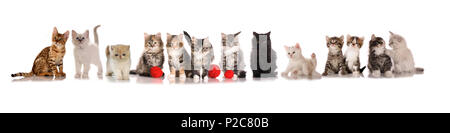 many kittens (13), different breeds, sitting in a row on a white background Stock Photo