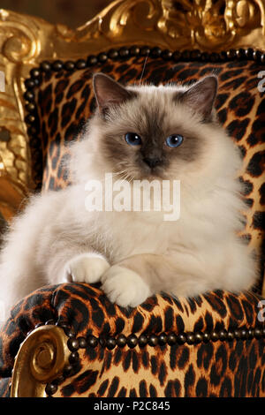 birman, seal point, lying on a golden chair in leopard look Stock Photo