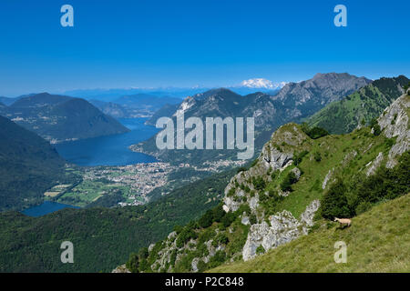 Chamois in front of Lake Lugano with the highest Swiss mountain, the snow-capped Dufourspitze 4634 m in the Monte Rosa massif, I Stock Photo