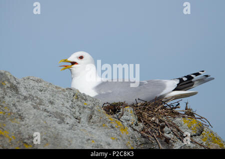 Larus canus (on Nest). Lake Kukkia, Luopioinen, Finland.