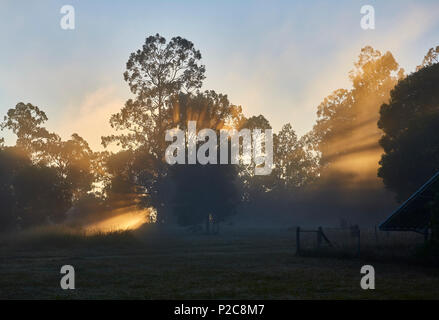 An early morning scene in a forest with the golden sunlight and mist creating silhouette of the trees Stock Photo