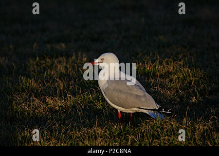 Close up of a Silver Gull (Chrocicocephalus Novaehollandiae) standing on grass illuminated by the light of the setting sun Stock Photo