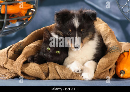 sheltie puppy (tricolor) and black kitten lying close together in a jute sack Stock Photo