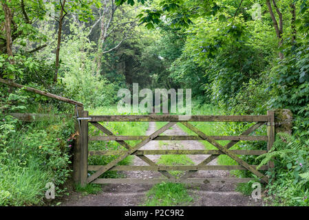 Five bar wooden gate across a woodland track, with lush green woodland all around. Stock Photo