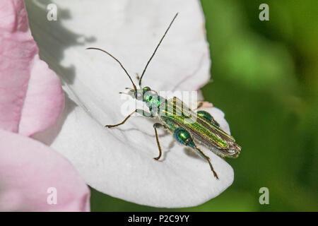Male Swollen-thighed Flower Beetle on dog rose Stock Photo
