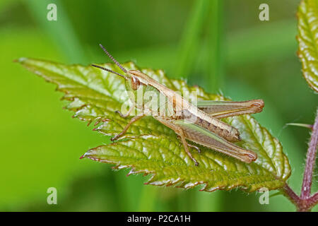 Female Meadow Grasshopper Stock Photo