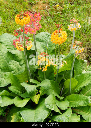 Mix of the moisture loving, early summer flowering candelabra primulas with red pink and pale orange Primula x bullesiana and darke orange Primual bul Stock Photo