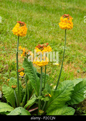 Yellow orange flowered candelabra primula, Primula bulleyana, flowering in early summer Stock Photo