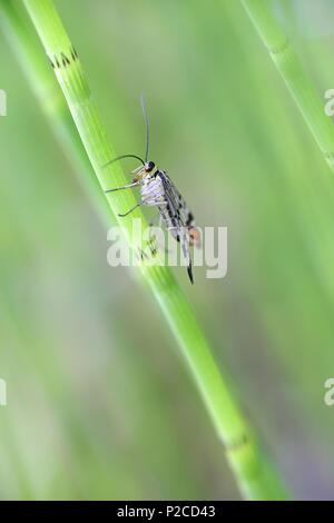 Panorpa communis, common scorpion fly Stock Photo