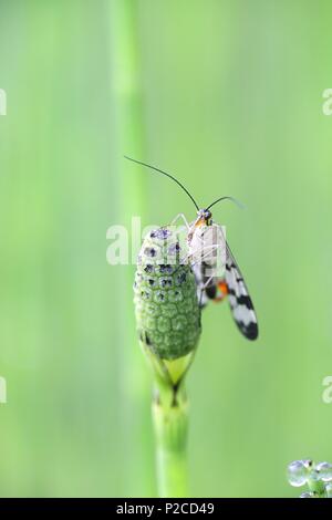 Panorpa communis, common scorpion fly Stock Photo