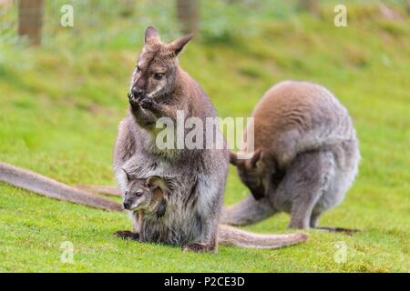 France, Sarthe, La Fleche, La Fleche Zoo, Wallabies of Bennett subspecies of the Red-necked Wallaby (Macropus rufogriseus)otection status, Unprotected species, IUCN status, Least Concern (LR / Ic) Stock Photo