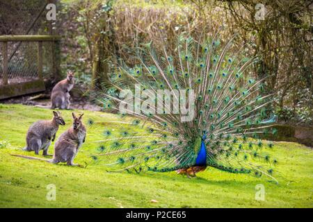 France, Sarthe, La Fleche, La Fleche Zoo, Blue peafow (Pavo cristatus) wheeling in front of Wallabies of Bennett subspecies of Red-necked Wallaby (Macropus rufogriseus)otection status, Unprotected species, IUCN status, Least Concern (LR / Ic) Stock Photo