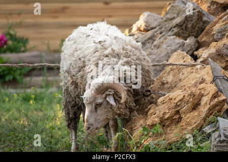 The ram was entangled in the stones Stock Photo