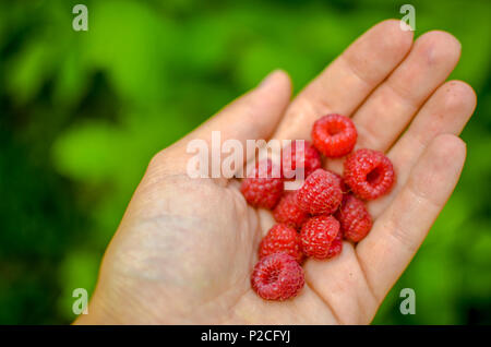 Woman hand with big red raspberries on background branches of raspberry in the garden Stock Photo