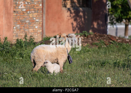 Sheep and lamb stand in the field at sunset of the day Stock Photo