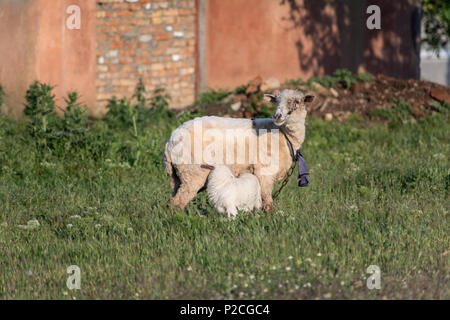 Sheep and lamb stand in the field at sunset of the day Stock Photo