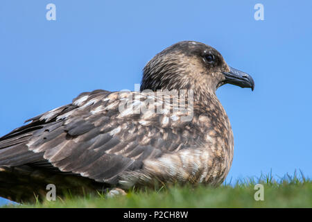 Close up of Great skua (Stercorarius skua) nesting on moorland in spring, Scotland, UK Stock Photo