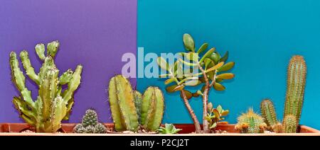 Cactus. Art Gallery Fashion Design. Minimal Stillife. Blue Mood. Trendy Bright Summer Colors. Creative Unusual Style. Concept. Detail. Stock Photo