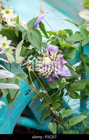 Clematis Florida Taiga flower Stock Photo