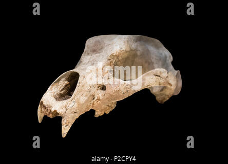 Madrid, Spain - November 11, 2017: Cave bear or Ursus espelaeus cranium at National Archeological Museum of Madrid Stock Photo