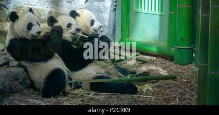 Giant Pandas Calgary Zoo Alberta Canada Stock Photo