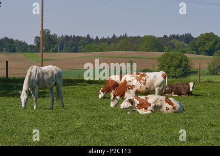 Farm animals, cows and horses in the middle of bavaria germany Stock Photo