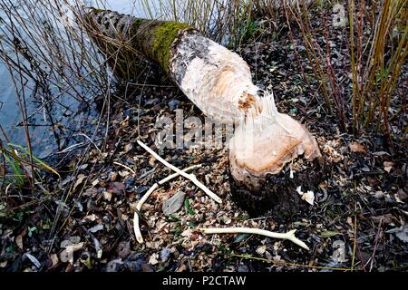 France, Doubs, Brognard, natural area, willow, beaver, tree gnawed and fallen to the ground Stock Photo
