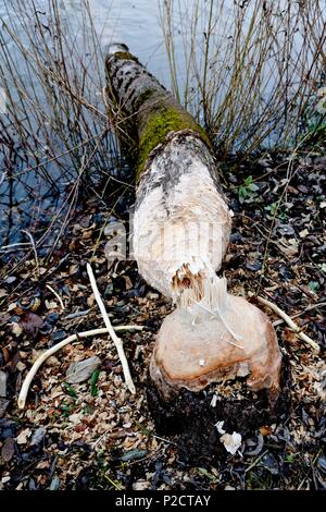France, Doubs, Brognard, natural area, willow, beaver, tree gnawed and fallen to the ground Stock Photo