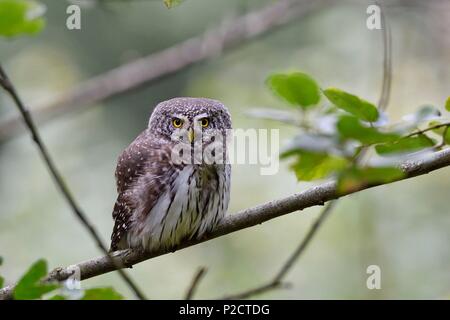 France, Doubs, Great Owl (Glaucidium passerinum) Stock Photo