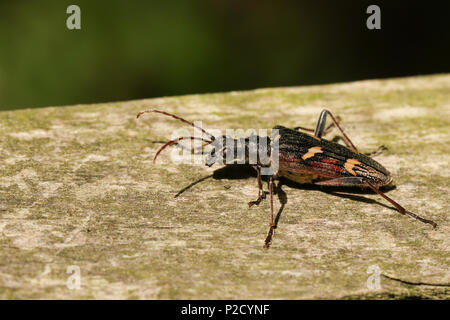 A beautiful Two-banded Longhorn Beetle (Rhagium bifasciatum) perching on a log in woodland. Stock Photo