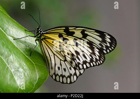 . English: Commonly known as the Paper Kite, Idea leuconoe are native to densely forested regions in South China, South Japan, Malaya, Java, Borneo, and the Philippines. These butterflies have weak, fluttery flight interspersed with gliding due to the high ratio of their wing-size to body-size. Their wings are generally a light yellow, brown, or off-white, with dark brown or black veins and spots. 20 April 2017, 13:51. [1] from Christchurch, New Zealand 26 Idea leuconoe, a native to Asia regions; 2017 Stock Photo