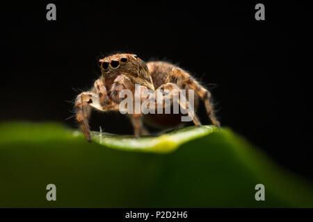 Stripped jumping spider standing alert on a green leaf with a dark background Stock Photo