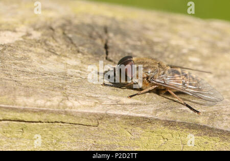 A hunting Narrow-winged Horsefly (Tabanus maculicornis) perching on a wooden fence in woodland. Stock Photo