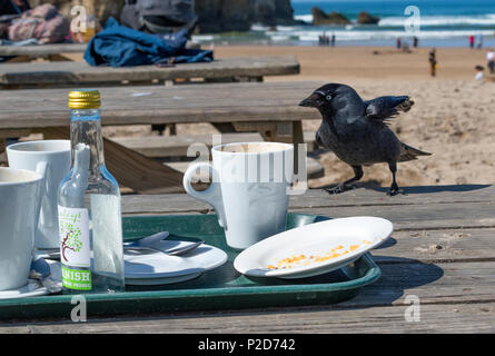 jackdaw scavenging for leftover food at a beach cafe table in cornwall, england, britai, uk. Stock Photo