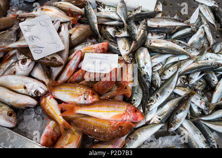 Sardines on the fish market, Algarve, Portugal Stock Photo