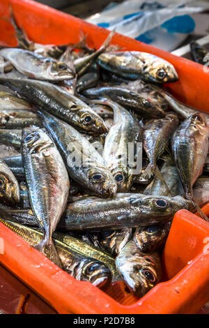 Sardines on the fish market, Algarve, Portugal Stock Photo