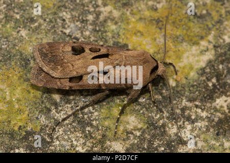 Heart and dart moth (Agrotis exclamationis), a member of the noctuidae family Stock Photo