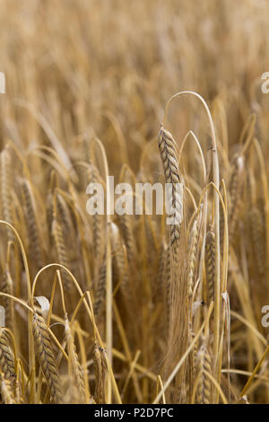 Ripe barley heads ready for harvesting. Yorkshire, UK. Stock Photo