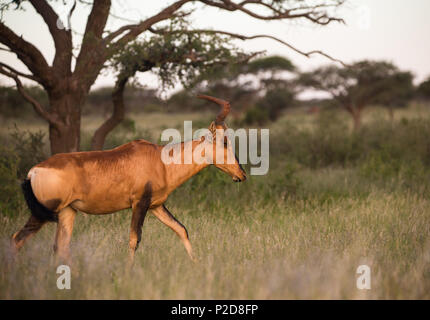 Red Hartebeest (Alcelaphus buselaphus caama) or Cape Hartebeest antelope side on or profile walks in grass at Mokala national park, South Africa Stock Photo