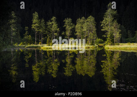 Buhlbachsee, near Baiersbronn, Black Forest National Park, Black Forest, Baden-Wuerttemberg, Germany Stock Photo