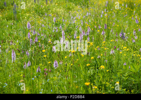 common spotted orchid Dactylorhiza fuchsii, Buhlbachsee, near Baiersbronn, Black Forest National Park, Black Forest, Baden-Wuert Stock Photo