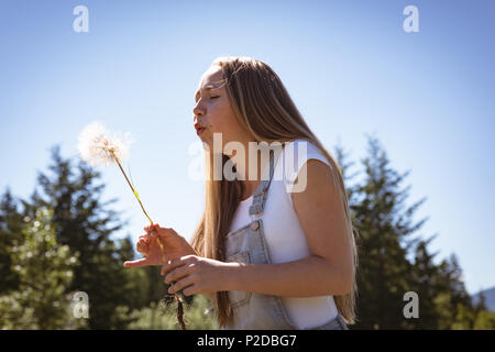 Girl blowing on white dandelion in field Stock Photo