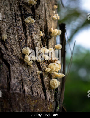 White mushrooms growing on tree on the left side Stock Photo