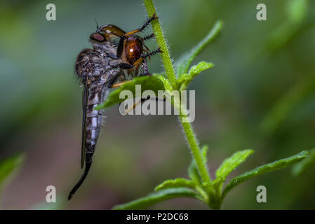 Asilidae are the robber fly family, also called assassin flies Stock Photo