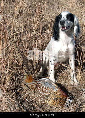 . English: Field Bred English Cocker Spaniel with Pheasant in the United States. Taken by Randy Janke who released this photo on 3/20/06 . 21 March 2006 (original upload date). The original uploader was Floridan at English . 29 Kerygma Cockers Echo &amp; Pheasant Stock Photo