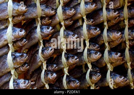 South Korea, Seoul, dried fish market Stock Photo