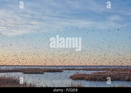 Flock of migrating blackbirds at sunset flying over the wetlands of Cheyenne Bottoms, Kansas silhouetted against an orange sky Stock Photo